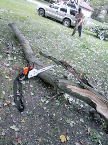 Trim or Remove Trees and Shrubs
